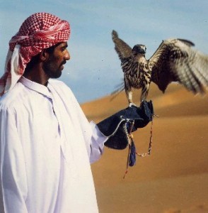 arabian-falconry